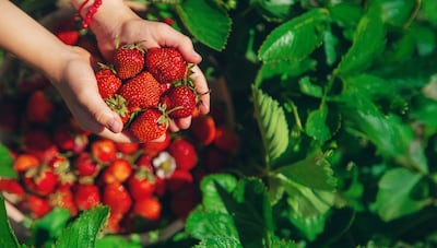 Desde Areguá la frutilla se expandió por todo el país.