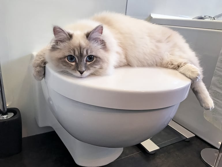 Gato en el baño.