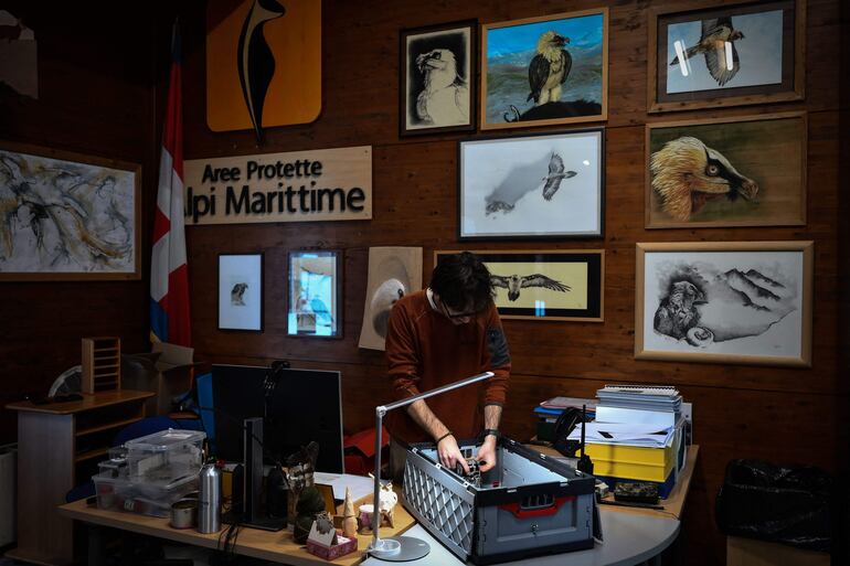 El biólogo Marco Granata prepara una cámara trampa utilizada para monitorear pequeños mustélidos, como los armiños, en su hábitat natural, en la sede del Parque Natural de los Alpes Marítimos, en Entracque, en el noroeste de Italia, el 22 de diciembre de 2025.