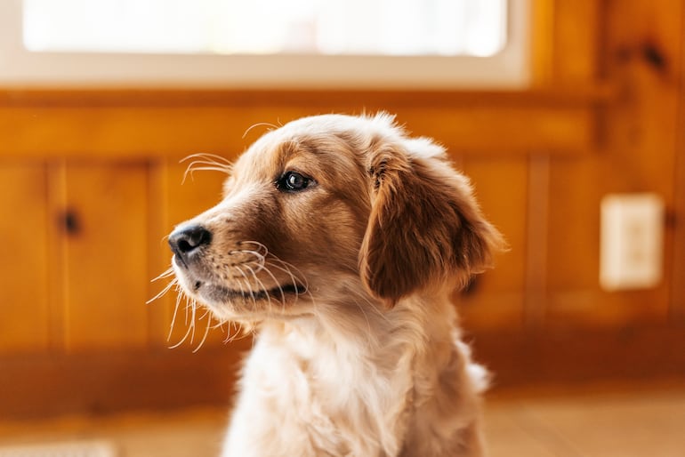 Cachorro de la raza golden retriever.