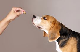 Perro tomando suplementos.