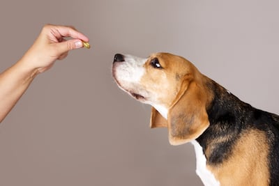 Perro tomando suplementos.