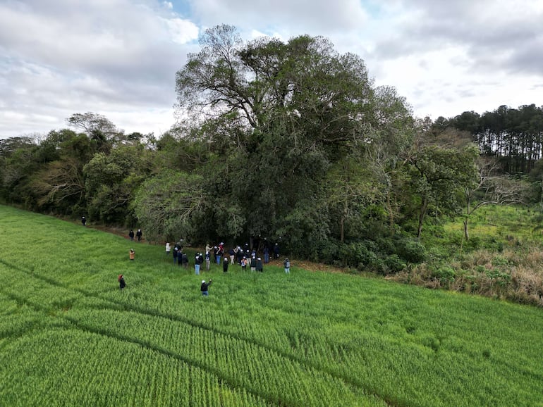 El árbol ganador del concurso Colosos de la Tierra fue el imponente tajy, ubicado en Capiibary, departamento de San Pedro.