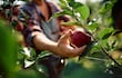 Cosecha de manzanas.