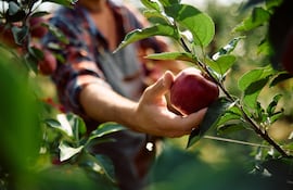 Cosecha de manzanas.