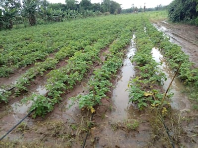 Los cultivos de papa tardía en Ybytymí corren riesgo de pudrirse y sufrir el ataque de plagas si persisten las lluvias.
