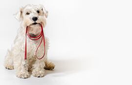 ¿Cuál es el mejor momento para sacar de paseo a tu perro?