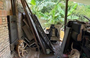 Estos perros vivían en situación de riesgo.