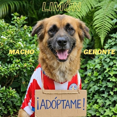 La Dirección de Defensa Animal publicó el catálogo de adopción en la "Edición Amigos".