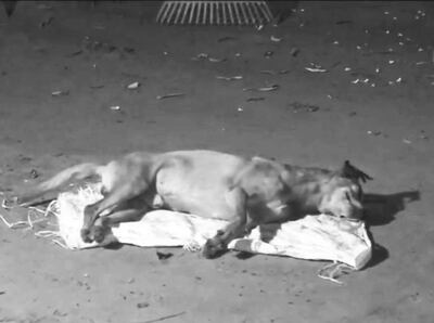 Ministro quedó tendido en el suelo sobre una bolsa arpillera luego de recibir el letal impacto.