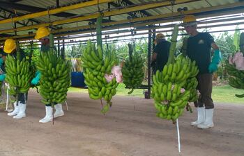 Plantación de banana. Foto de archivo.