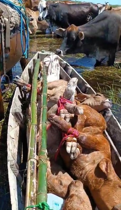 Los productores buscan salvar la vida de sus ganados trasladándolos en canoas hacia zonas altas.