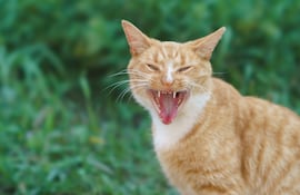 Gato.
