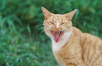 Gato.