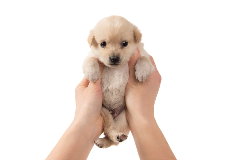 Vínculo humano-perro.