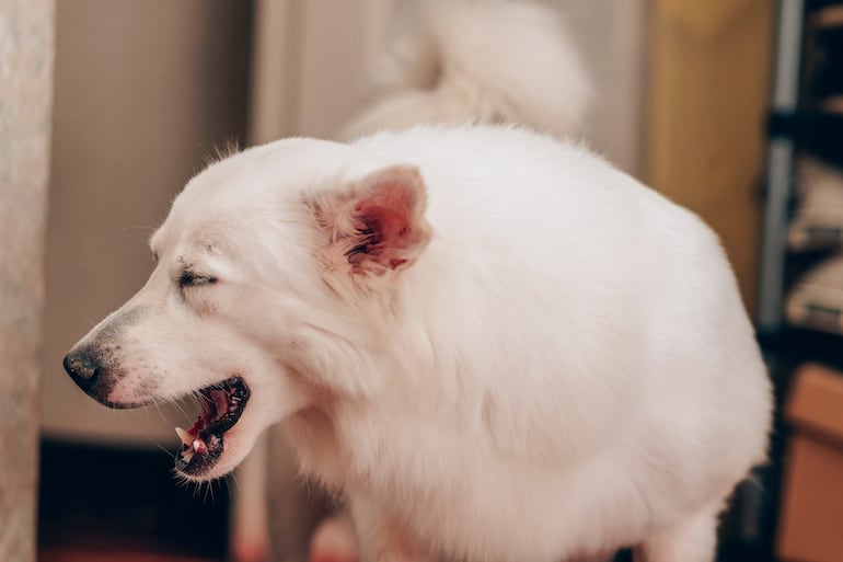 Afecciones cardíacas en perros.