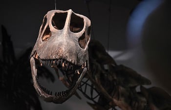 Un esqueleto de modelo de Nagatitan chaiyaphumensis, el dinosaurio más grande de Tailandia, es fotografiado en el Museo Thainosaur en Bangkok el 15 de mayo de 2026. Los científicos han identificado un nuevo dinosaurio masivo a partir de restos descubiertos en Tailandia, estimándose que la criatura pesaba tanto como nueve elefantes adultos.
