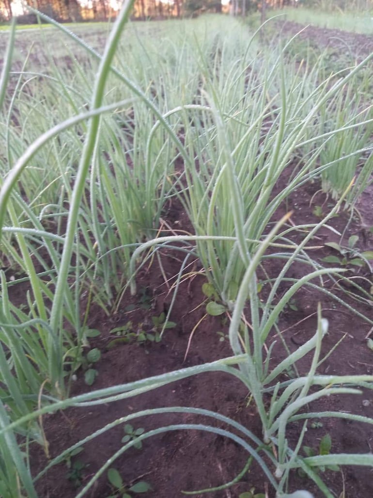 Escarchas sobre plantaciones de cebollas en San Ignacio.