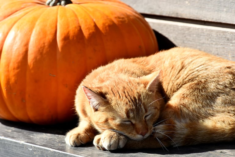 Gato y calabaza.