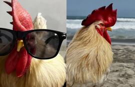 El gallo que conoció el mar.