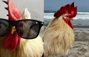 El gallo que conoció el mar.