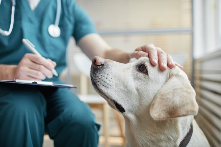 Perro Labrador en el veterinario.
