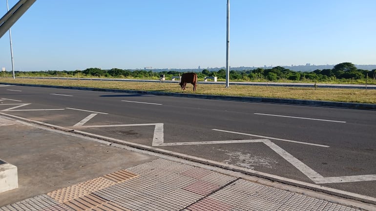 Media docena de vacas amaneció en la Costanera de Asunción este jueves.