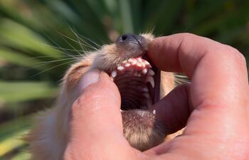 Perros pequeños y problemas dentales.