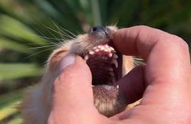 Perros pequeños y problemas dentales.