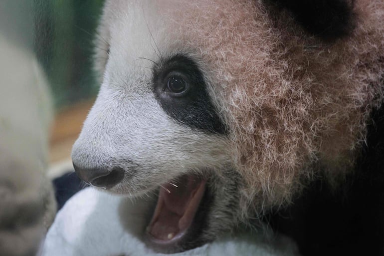 Satrio Wiratama, cuyo significado es “caballero noble y valiente” y conocido como Rio, es un cachorro de panda gigante macho de 170 días de edad, el primer panda nacido en Indonesia de una pareja llegada desde China en 2017, en el Palacio de los Pandas del Taman Safari Indonesia en Bogor, Java Occidental, el 15 de mayo de 2026.