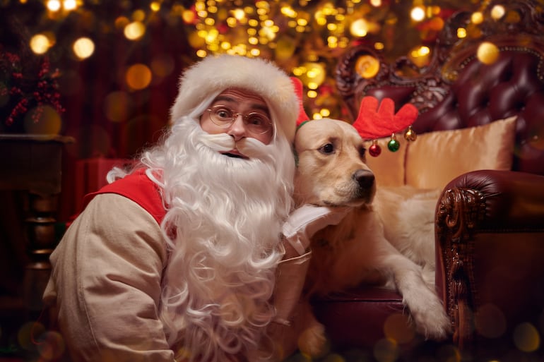 Perro senior en época navideña.