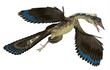Archaeopteryx, un Pterosauro, imagen ilustrativa.