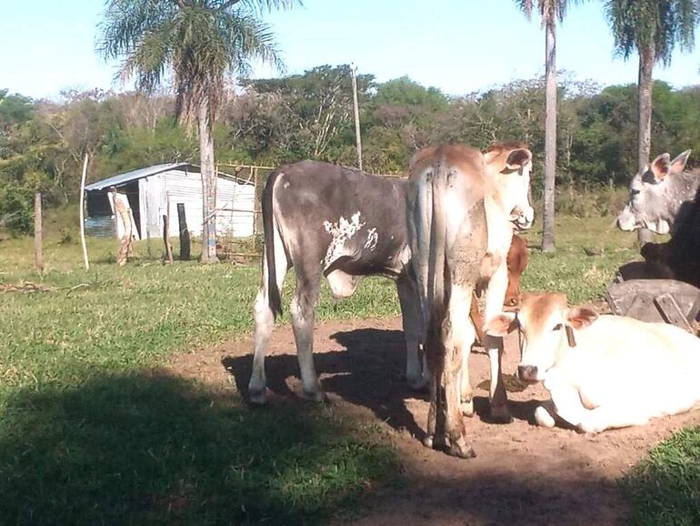 Algunos de los animales que fueron arreados y que estaban preparados para ser llevados de una estancia.