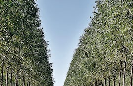 Producción silvopastoril, que integra forestación con ganadería; pero la ganadería tradicional integra campos de pastoreo con reservas forestales.