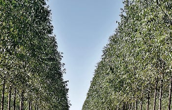 Producción silvopastoril, que integra forestación con ganadería; pero la ganadería tradicional integra campos de pastoreo con reservas forestales.