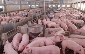Mercado porcino despega y promete gran expansión