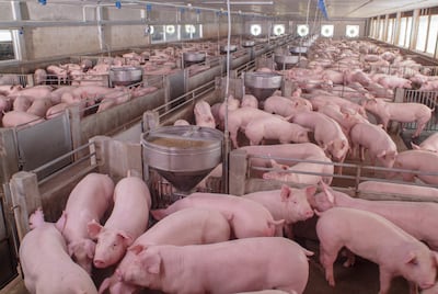 Mercado porcino despega y promete gran expansión