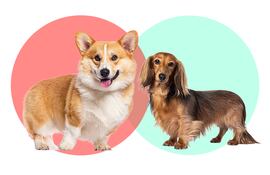 Perros corgi y dachshund.