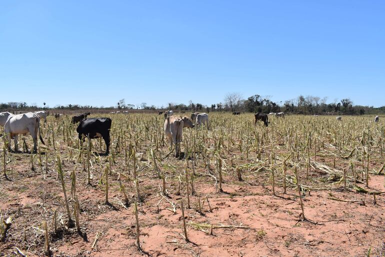 Esta parcela de cinco hectáreas de maíz fue completamente destruida por la granizada. En estos momentos está siendo utilizada como área de pastaje de animales de los vecinos 

