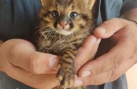 Diversos felinos, boas, iguanas, tortugas y una increíble variedad de aves forman parte del Refugio Urutaú, único en su especie en toda la Región Occidental.