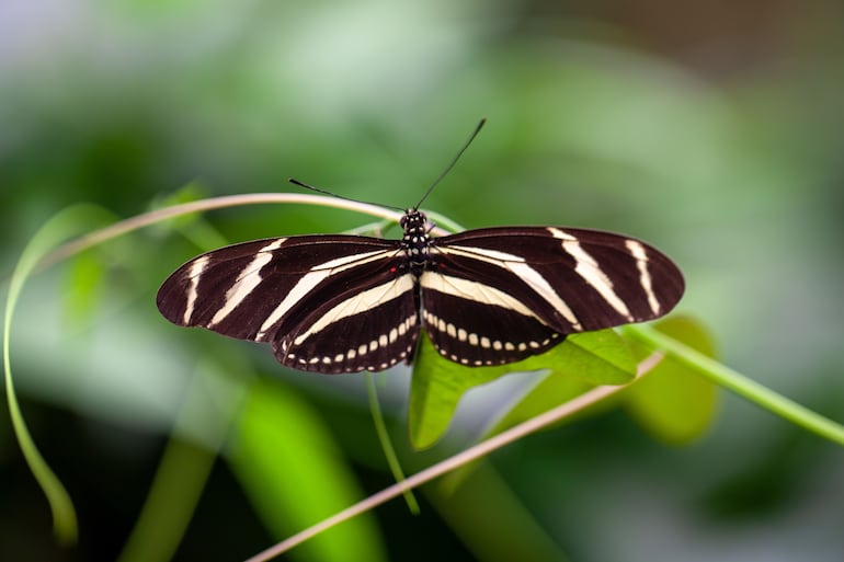 Mariposa Heliconius charithonia.
