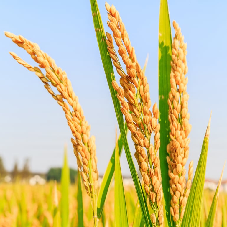 Arroceros se ajustan los cinturones: caída del 20% en la siembra