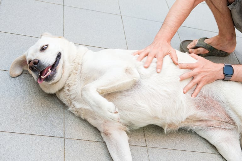 Obesidad en perros.