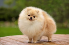 Perro de la raza pomerania