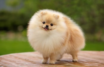 Perro de la raza pomerania
