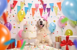Perro en su fiesta de cumpleaños.