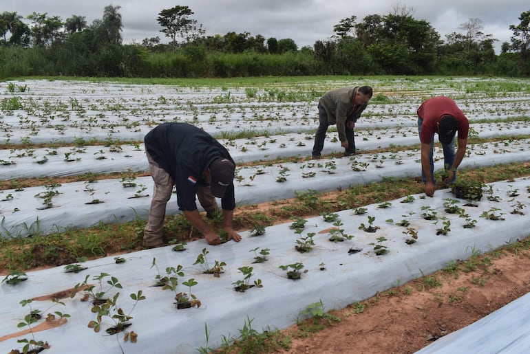 Itacurubí del Rosario: proyectan ampliar la siembra de frutilla en la zona sur de San Pedro