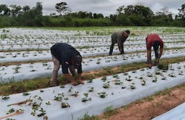 El productor de frutillas trabaja en una finca familiar de la compañía Aguapey de Itacurubí del Rosario