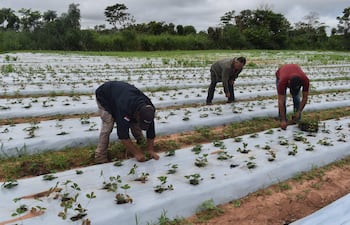 El productor de frutillas trabaja en una finca familiar de la compañía Aguapey de Itacurubí del Rosario