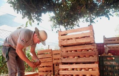 La cosecha de cebolla del productor de Santaní es de primera calidad y con precio muy accesible para los comparadores.
